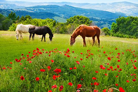 There horses grazing grass