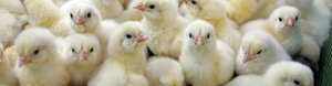 Farm Insurance in Blue Ridge, GA, Calhoun, GA, Blairsville, Alpharetta and Nearby Cities