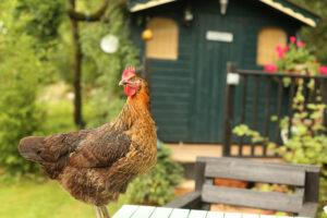Poultry Farm Insurance in Blairsville, GA