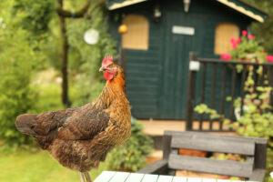 Farm Insurance in Calhoun, GA, Woodstock, Alpharetta